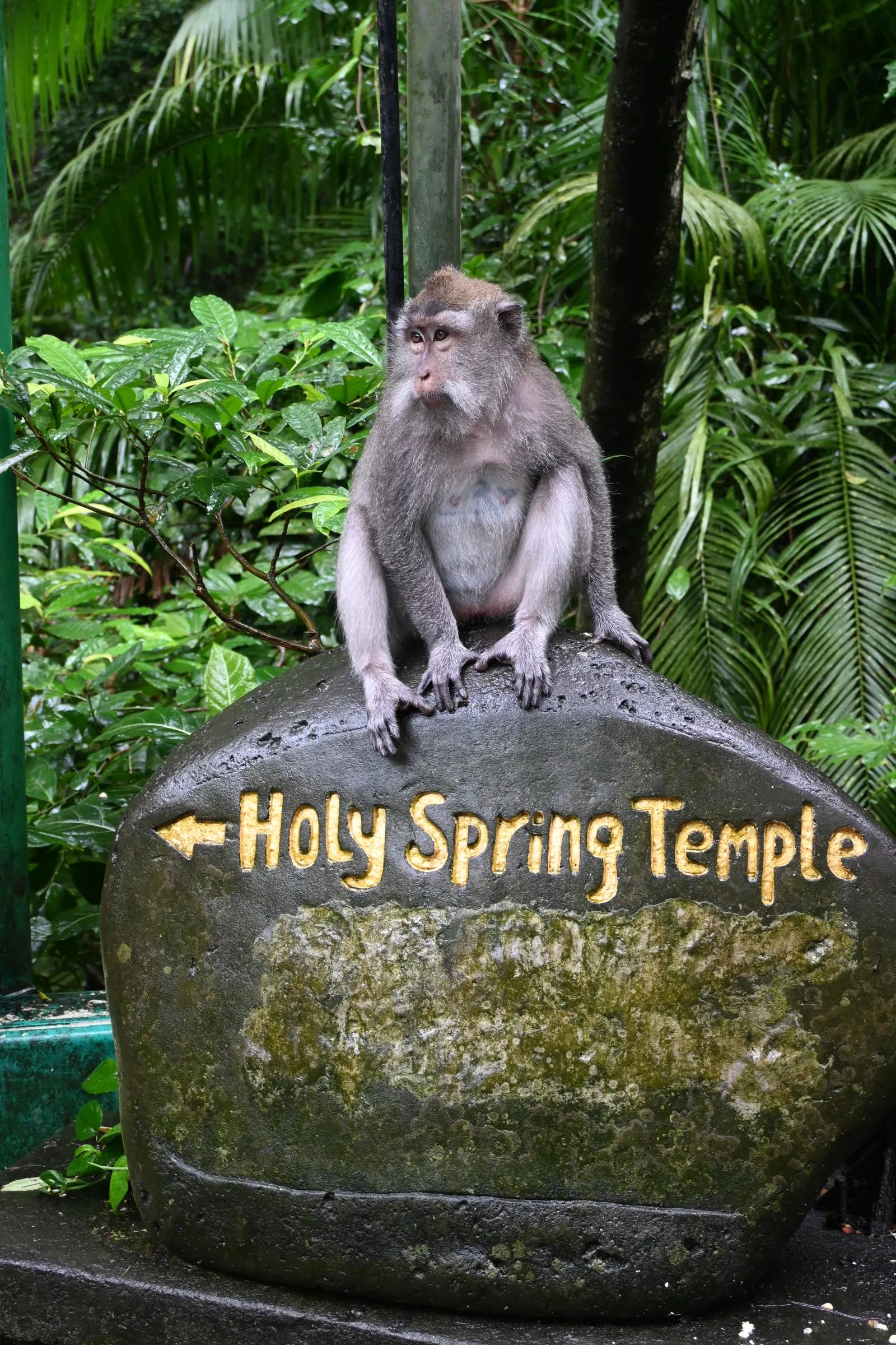 Temple in the jungle